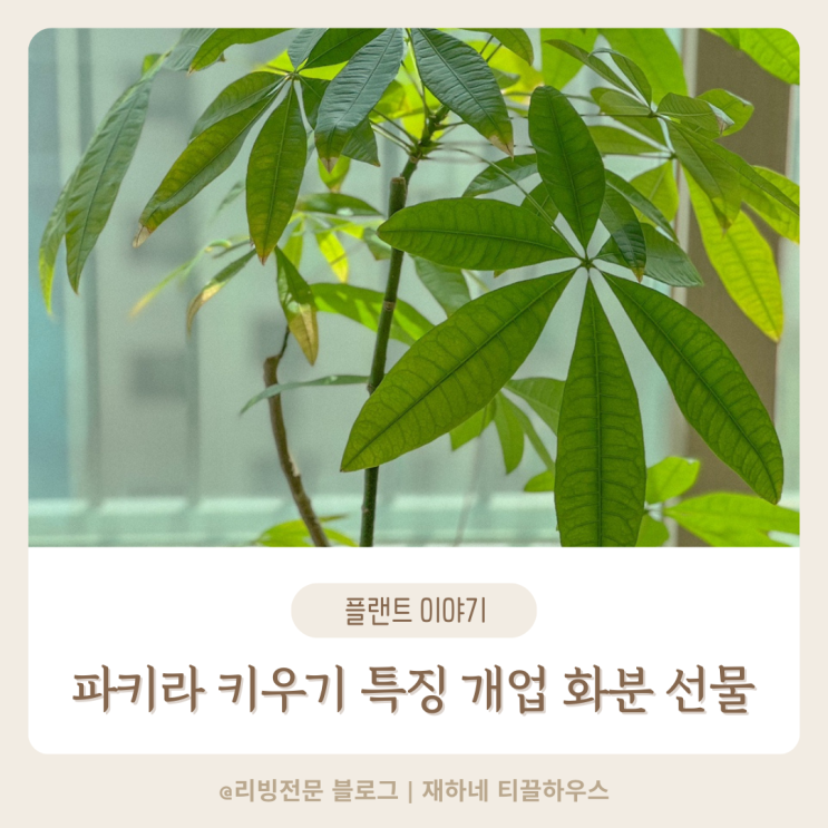 개업 화분 집들이 선물 추천 파키라 키우기 특징 효과