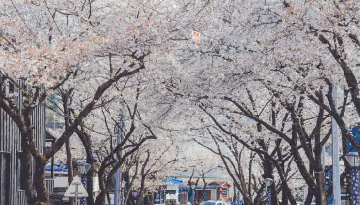 [2024년 제천 벚꽃 축제] 충북 제천 국내 여행 가볼만한 곳