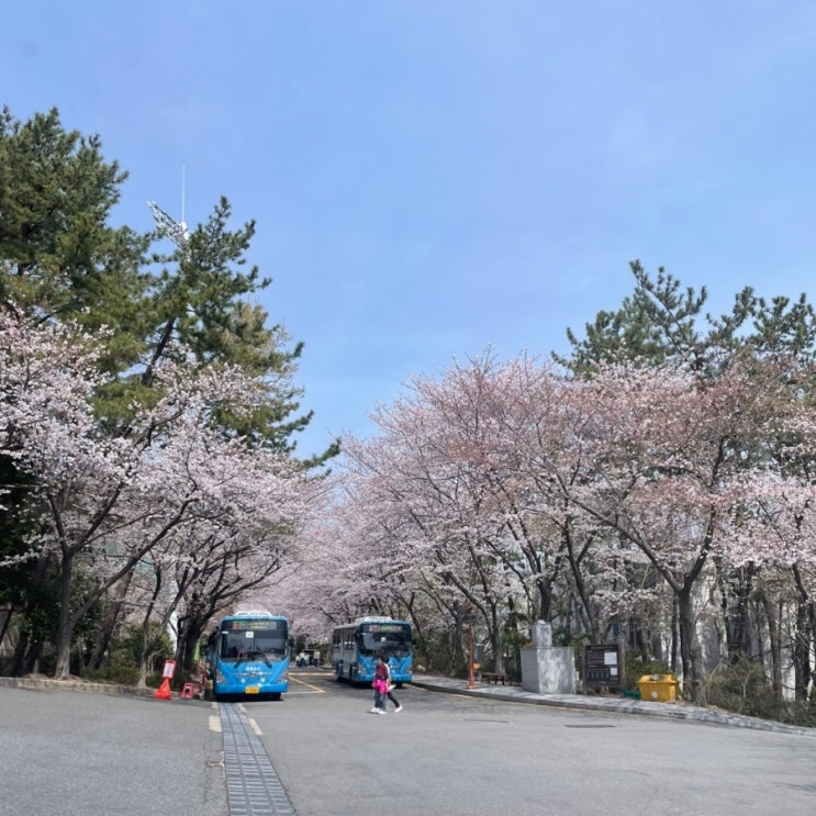  주말 체크인 부산대 벚꽃구경 + 산성 솔밭집 + 뉴숯불