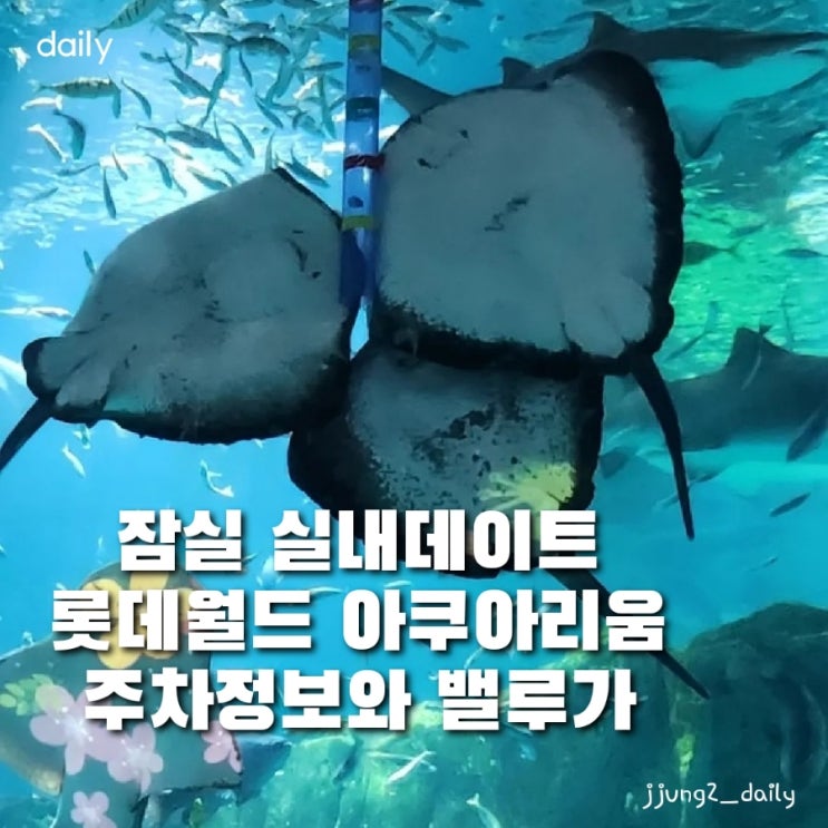  잠실 실내데이트 추천/ 롯데 아쿠아리움 주차정보 및 요금 & 밸루가 보다!