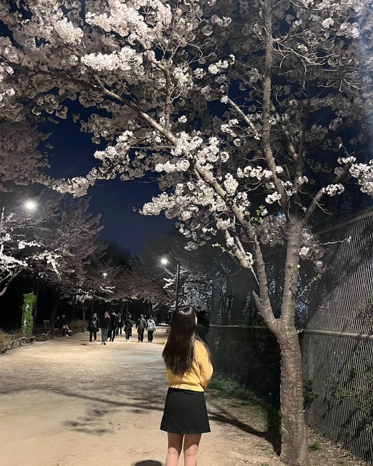  사람들이 잘 안가는 벚꽃 명소 추천 개화시기 지는 시기 사진스팟