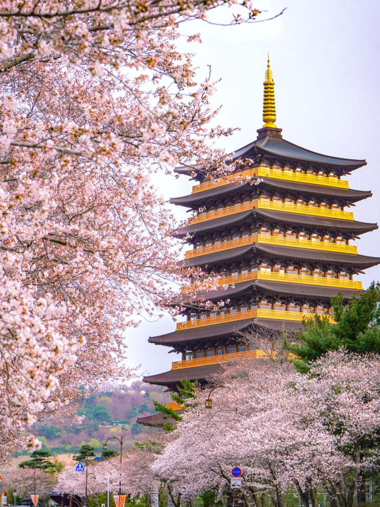  경주 뚜벅이 여행 보문단지 벚꽃 황룡원 보문정 보문호수 꽃구경
