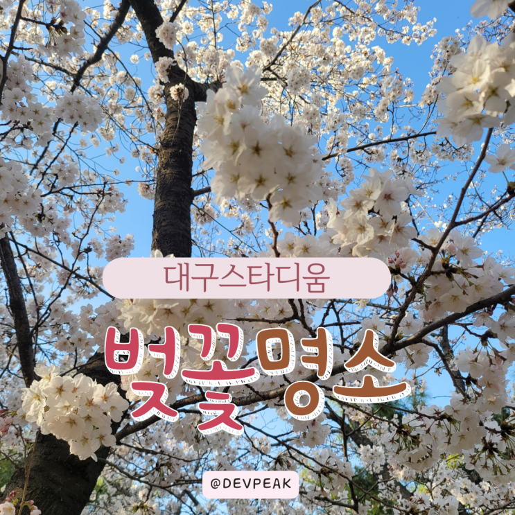 [대구 수성구/대구스타디움] 비밀 벚꽃 피크닉 장소, 한적한 대구스타디움 광장 실시간 대구벚꽃 