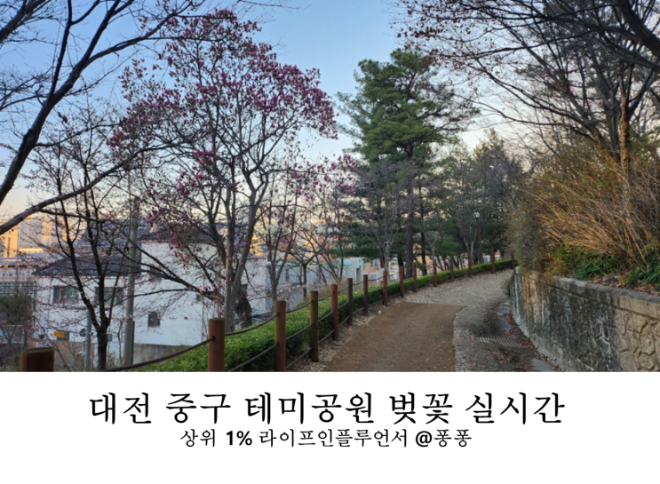  테미공원 벚꽃 주차 실시간 개화 상황 대전 중구 벚꽃 명소 아이와 가볼만한곳 추천