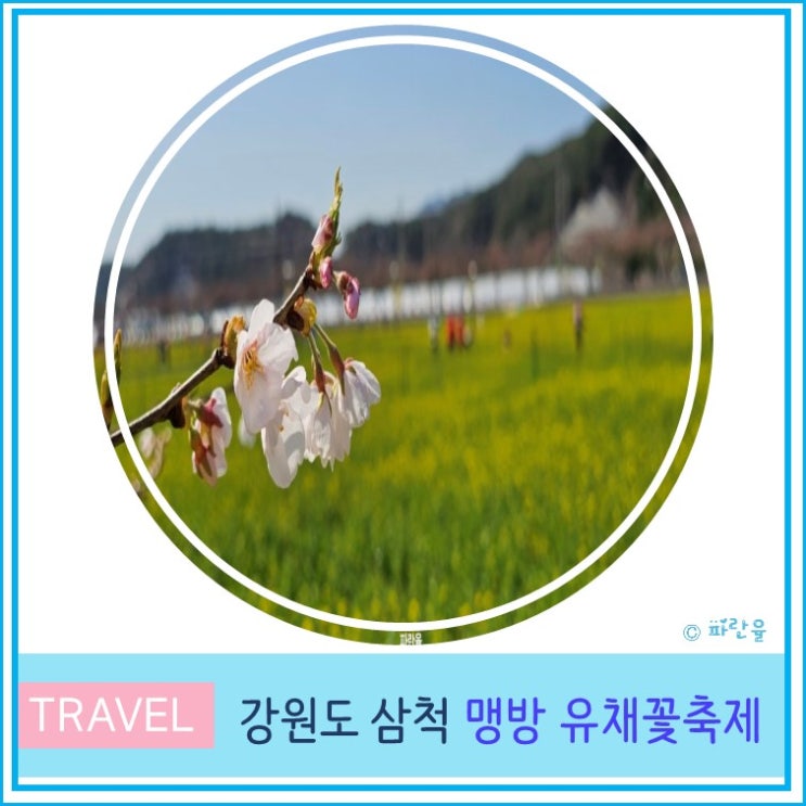  2024 삼척 맹방 유채꽃 축제 실시간 개화 상태 주차 강원도 여행 4월 봄꽃 축제 가볼 만한 곳