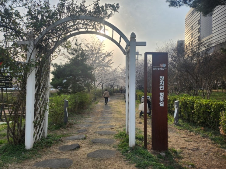  송파구 벚꽃길  추천  1. 장지천 벛꽃길