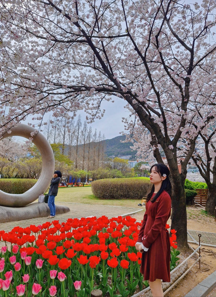 김해 벚꽃 튤립 피크닉 명소 김해 연지공원 4월2일 실시간 개화상황 (부산 근교 꽃놀이)