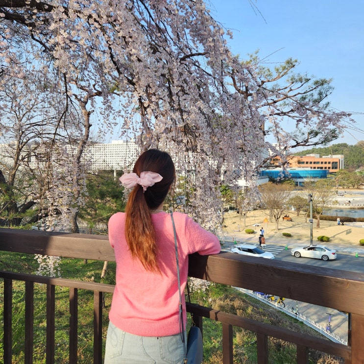 대전 벚꽃 카이스트 명소 포토스팟 주차