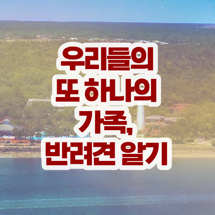  오산 강아지 훈련사 , 반려동물관리사 자격증 일자리, 전망 추천합니다