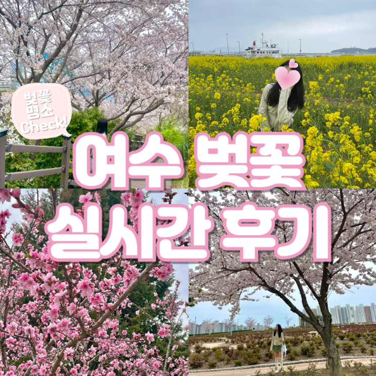 [여수여행] 여수 벚꽃 명소 실시간 후기! (feat. 유채꽃)