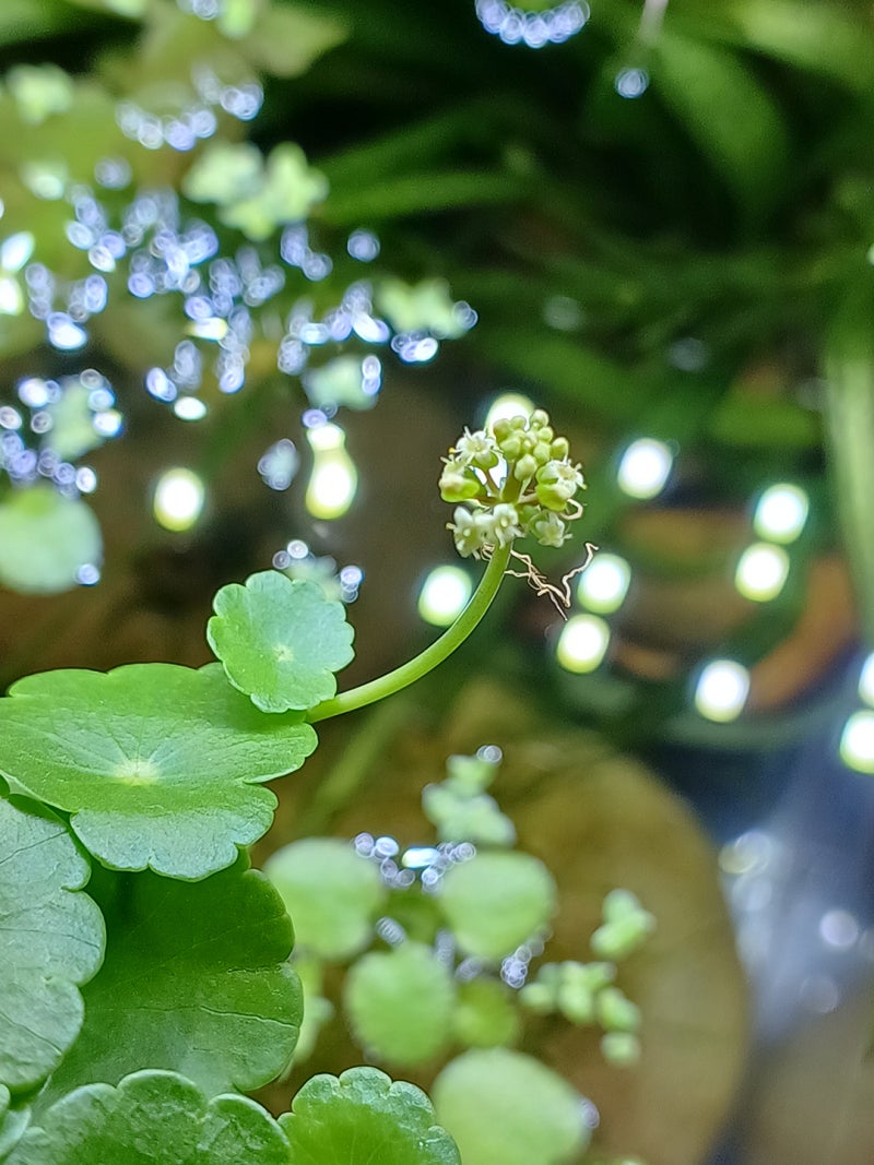 워터코인 꽃말 풍요 · 만족 : 네이버 블로그