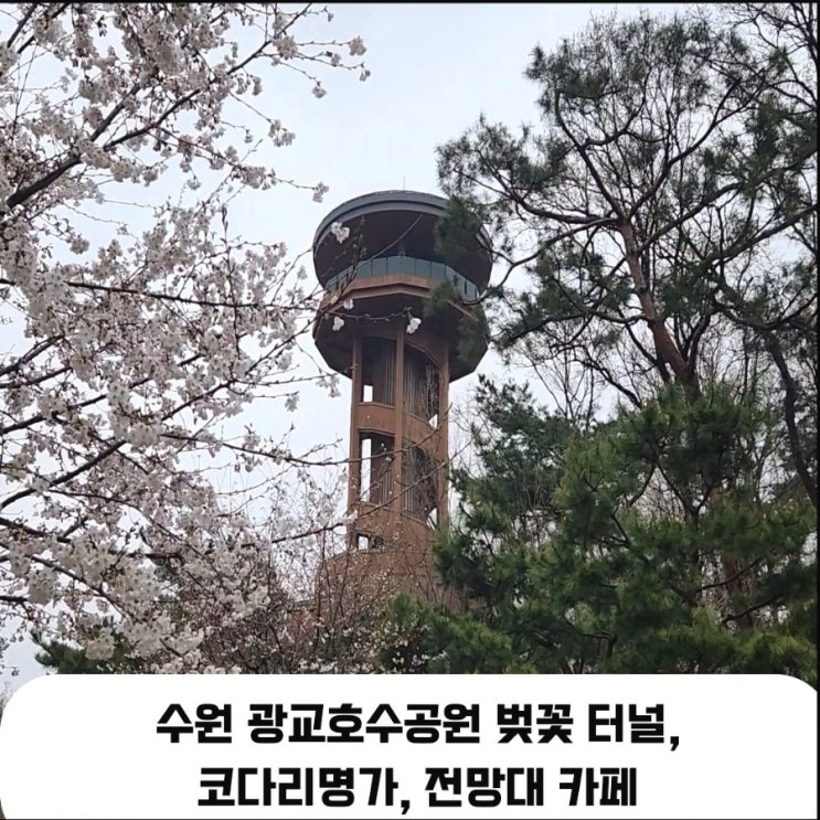  수원 광교호수공원 벚꽃 터널, 코다리명가 광교호수점, 전망대 카페