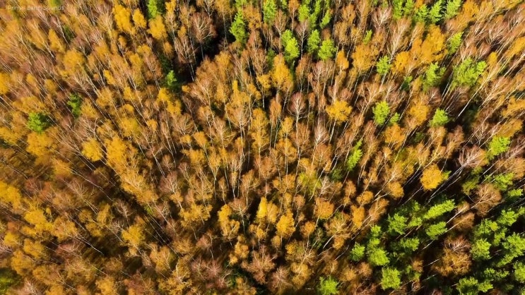  산림산업기사 필기시험 산림산업기사 자격증 취득 벼락치기로 합격까지