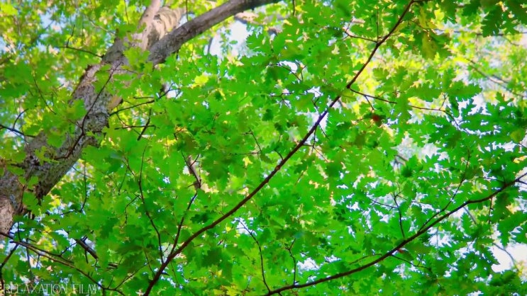  산림 산업기사응시자격 산림산업기사 자격증 취득 전격분석