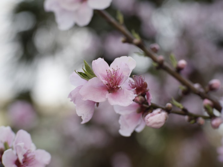 (2024.04.03) 봄 꽃, 식물 사진