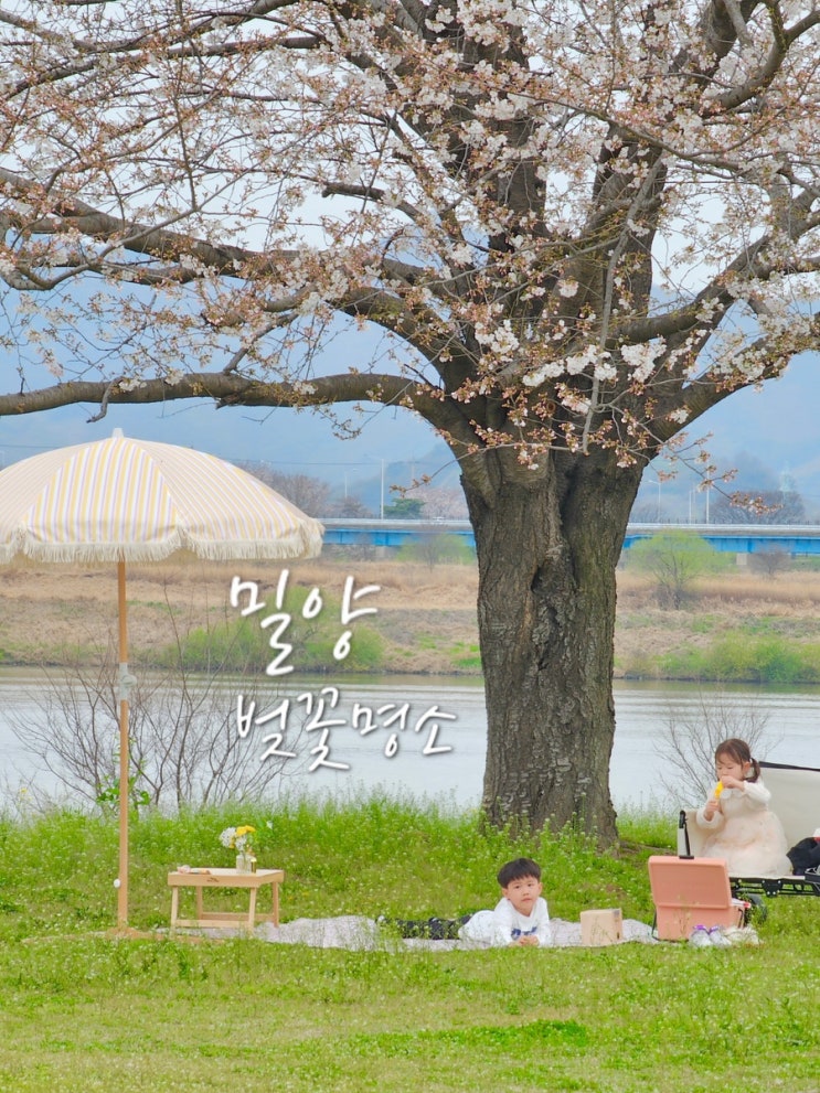 경남 벚꽃 명소 피크닉 밀양 하남체육공원