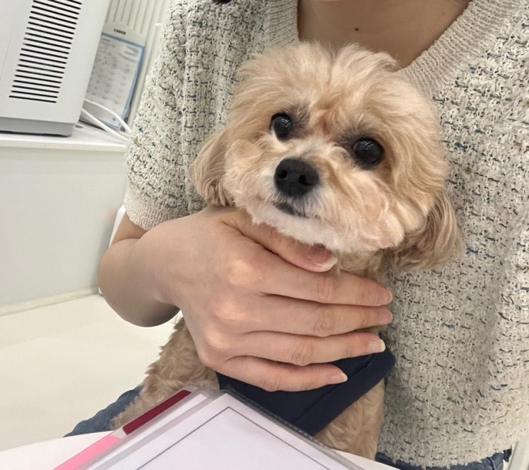  마곡 속눈썹펌 또간집 [꼼또아]