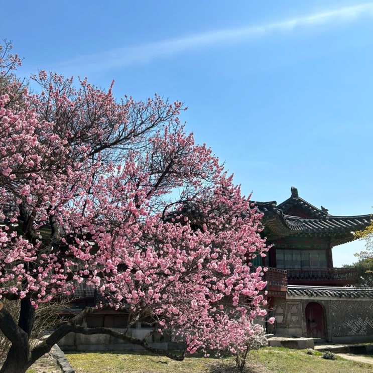  [창덕궁] 홍매화, 벚꽃 활짝 / 서울 데이트하기 좋은 곳