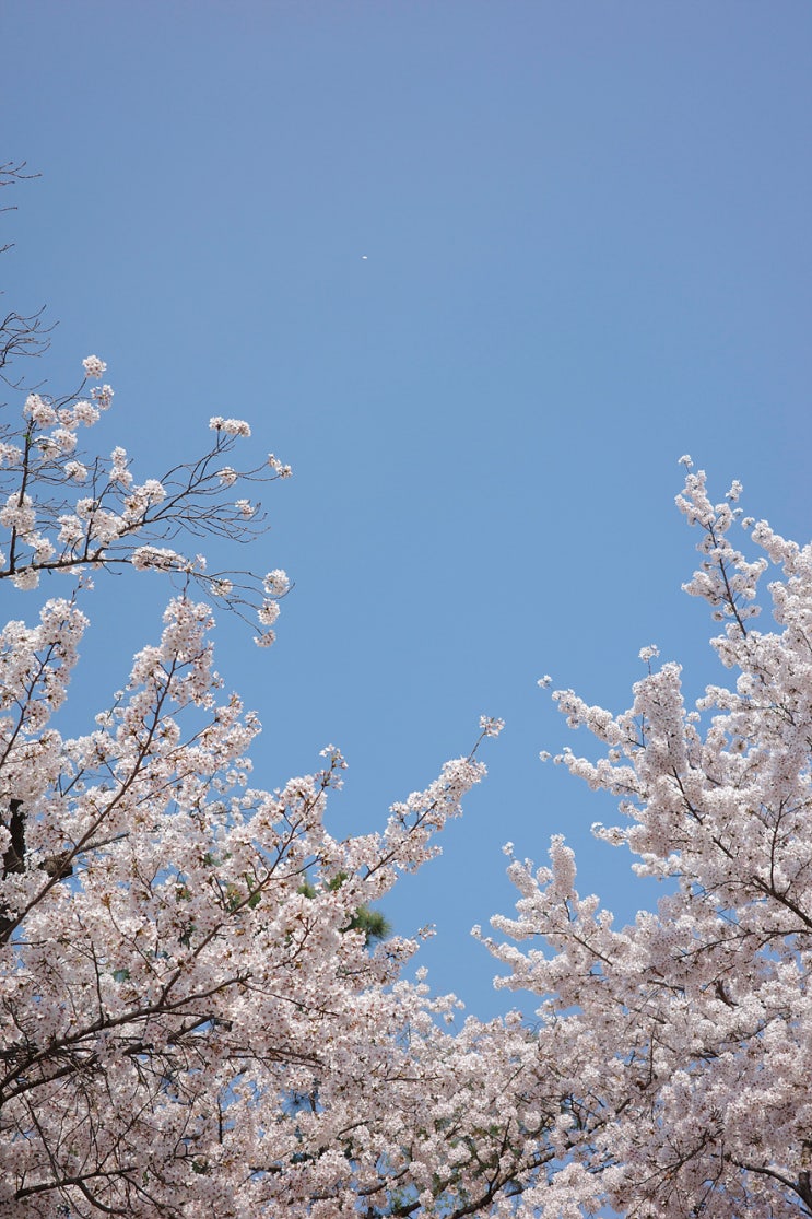 3월 일상 @ 혼자 첫 일본 여행, 벚꽃 개화