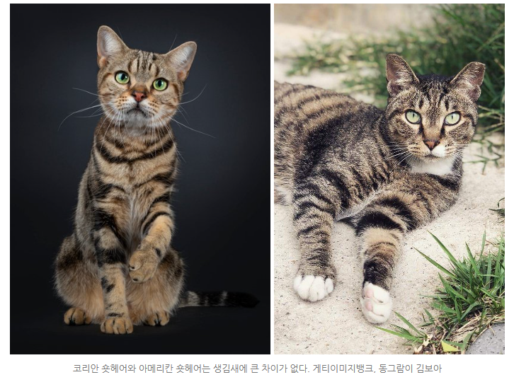  고양이 종류_코숏고양이 코리안숏헤어와 아메리칸숏헤어 정보