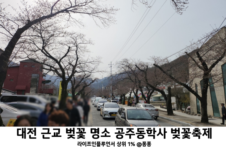  공주 동학사 벚꽃 축제 대전 근교 벚꽃 명소 아기랑 갈만한곳 계룡산 벚꽃 문화 페스티벌