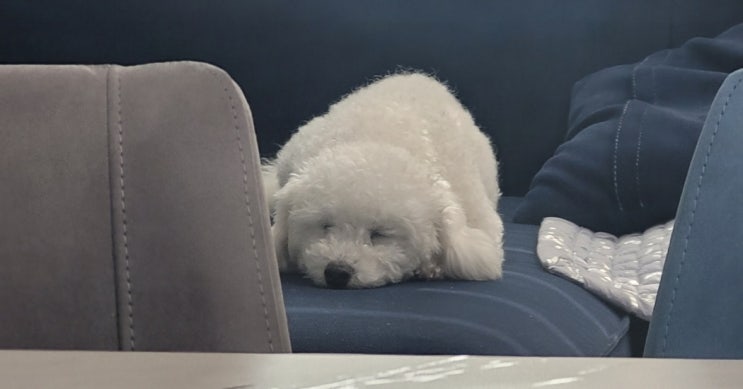  강아지(개) 꿈해몽 50가지