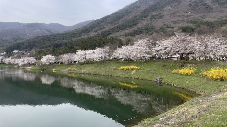 [화순] 동구리 호수 공원 | 광주 근교 전남 벚꽃 명소 추천 | 개화 상태