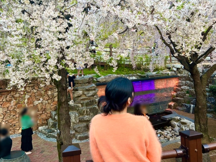  [대구 가볼만한곳] 하늘하늘 흔들리는 수양벚꽃 스팟으로 유명한 대구 벚꽃 핫플 추천, 대구 앞산 빨래터 공원/ 4월 초 개화 상황