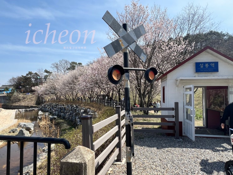  이천 설봉공원 봄날 피크닉 수도권 벚꽃 명소