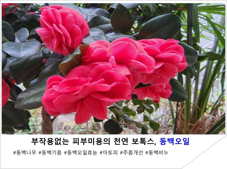  부작용 없는 피부미용의 천연 보톡스, 동백오일