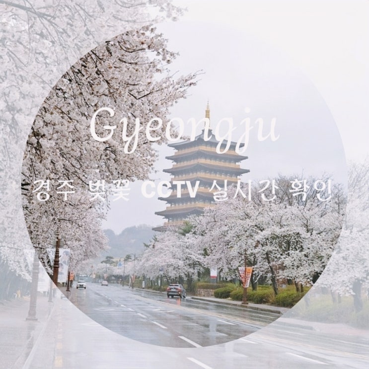  경주 벚꽃 실시간 CCTV 확인하고 여행 일정 잡으세요! 경주 벚꽃 알리미