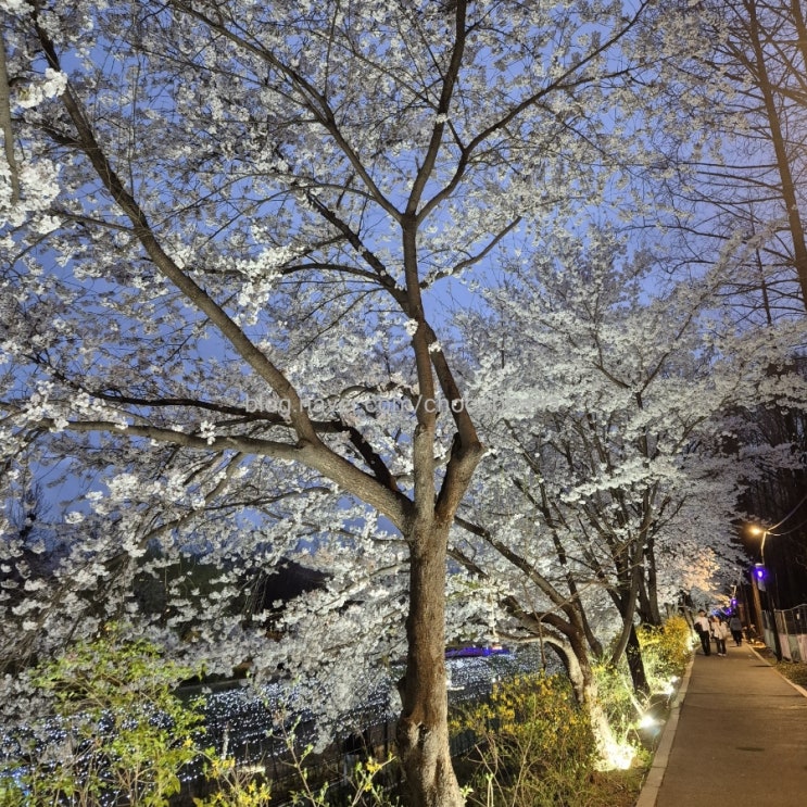 강남역 양재천 봄철 벚꽃 풍경 2024.04 강남역 양재천 봄철 벚꽃 풍경 2024.04