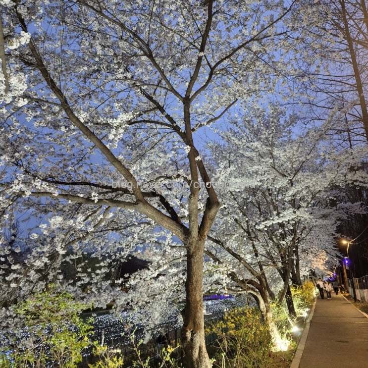 강남역 양재천 봄철 벚꽃 풍경 2024.04