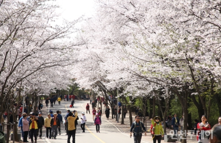 벚꽃 지는 시기, 서울 수도권 벚꽃 명소