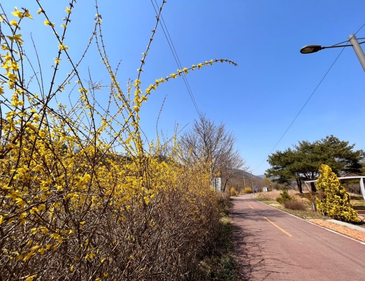  대성리 벚꽃 명소) 북한강 국민 관광지 벚꽃길/개나리