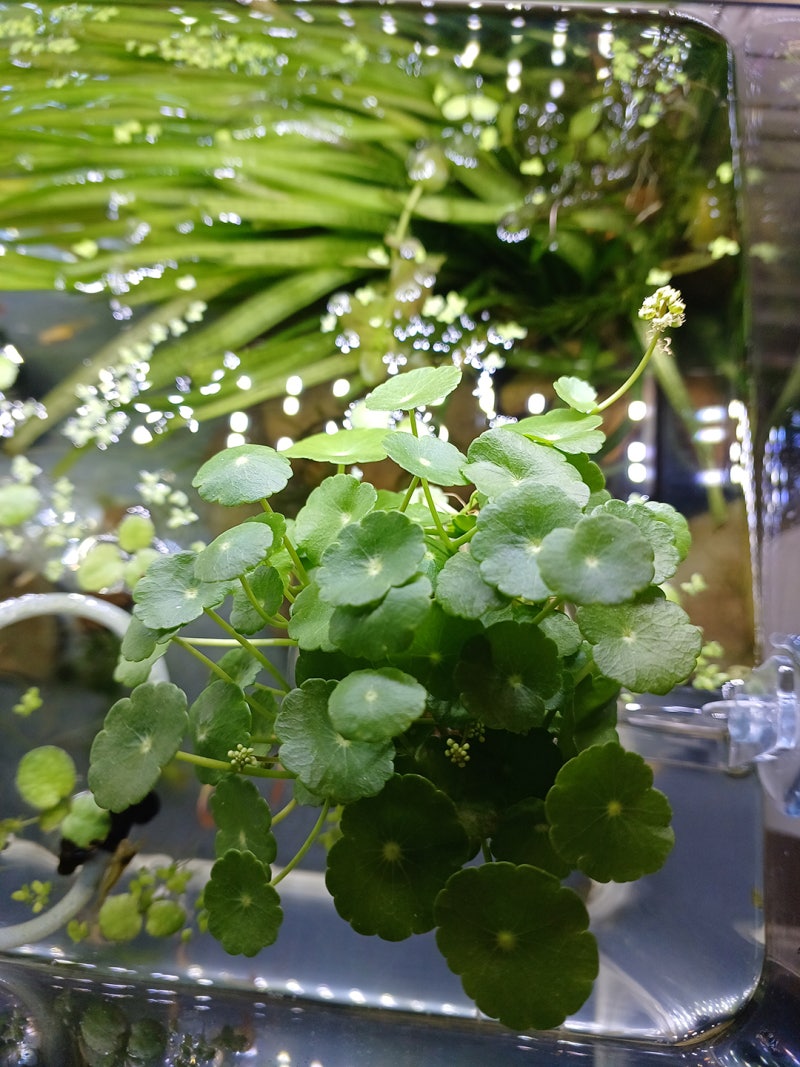 워터코인 꽃말 풍요 · 만족 : 네이버 블로그