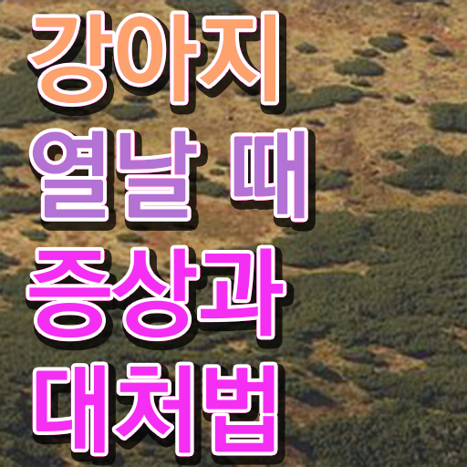  반려견행동분석 , 반려동물관리사 자격증 하는 일과 자격증 후기 및 취업 전망