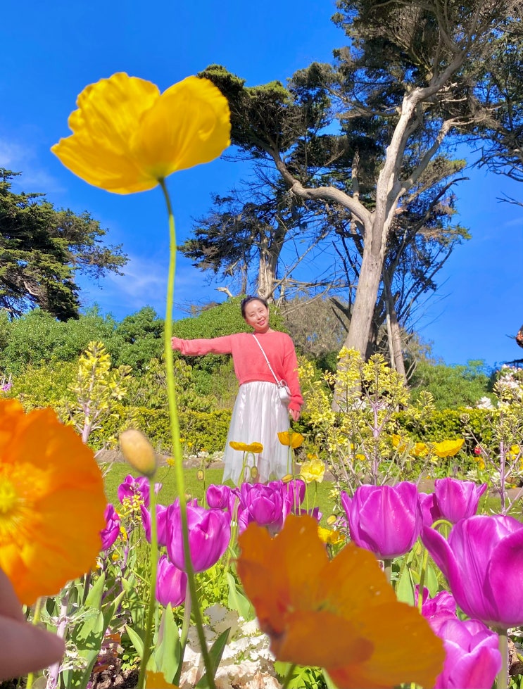  [San Francisco] 샌프란시스코 4월 날씨, 옷차림. 지금은 튤립시즌, 골든 게이트 파크에서 재미있는 꽃 사진 찍기