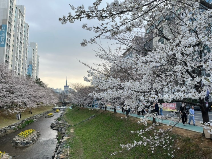  [울산축제] 울산 벚꽃놀이 무거천 궁거랑