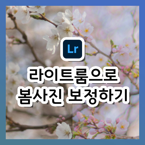  [라이트룸 강의] 봄 감성 사진 보정하기