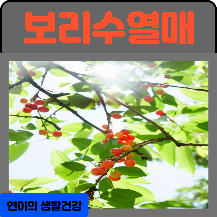  보리수열매 효능 부작용 어떻게 먹는 게 좋을까요? 먹는법