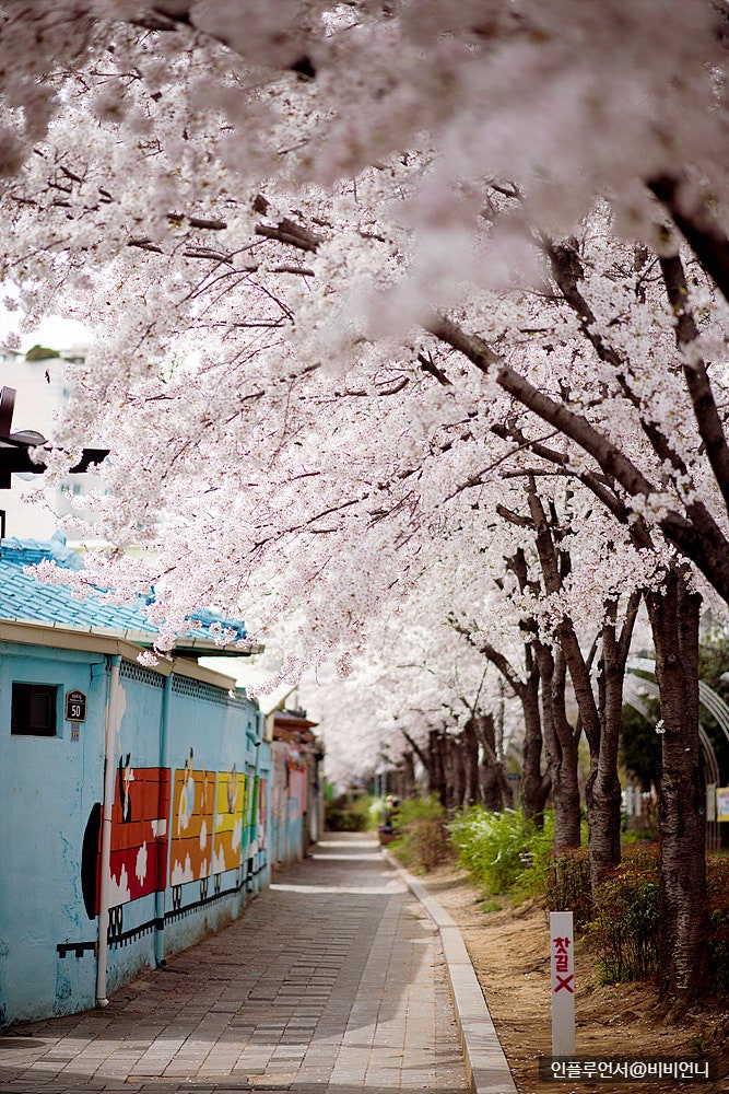 대구 벚꽃 여행 옹기종기 행복마을 기차 벽화와 벚꽃 풍경 4.2일 방문 후기