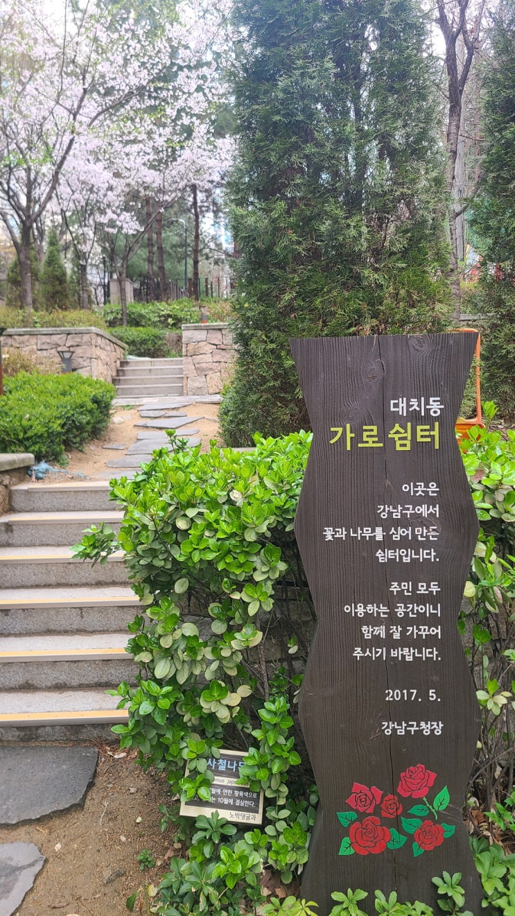  대치동 점심 먹고 산책하기 좋은 곳 : 래미안대치팰리스 벚꽃 길