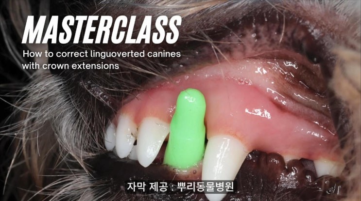  백수 수의사의 Dr. Morten 치과 강의 한국어 번역/자막 제작 참여