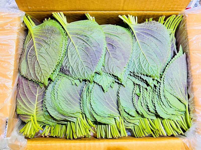 깻잎김치 만드는 법 깻잎 1kg 한박스 서진농장
