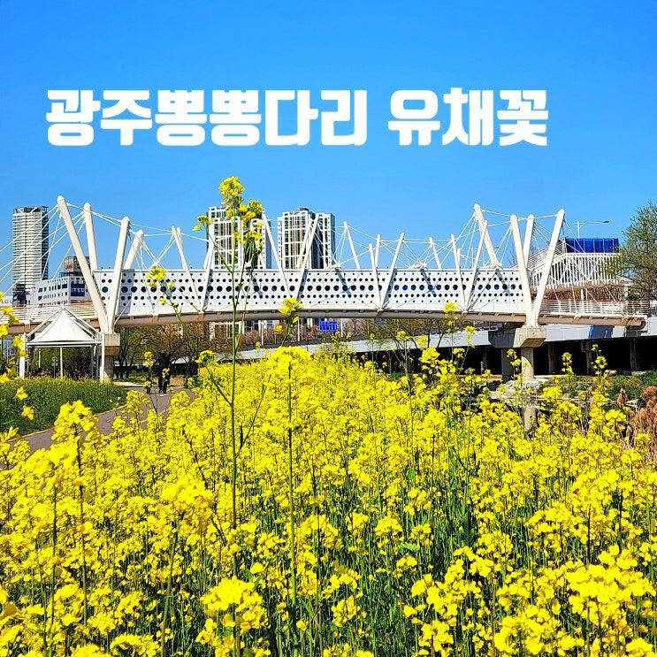  〔전남광주〕광주천변 유채꽃 개화- 광주 유채꽃-뽕뽕다리와 발산교사이에 이쁘게 피었습니다.