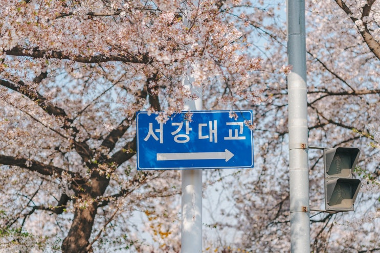  2024 여의도벚꽃축제 4월 8일까지 연장!