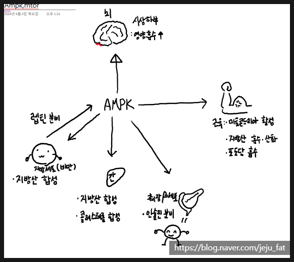  [임창유 트레이너] AMPK, mTOR의 관계와 운동 (서귀포헬스장, 서귀포헬스, 서귀포헬스장일일권, 서귀포PT, 동홍동PT, 서귀포재활)