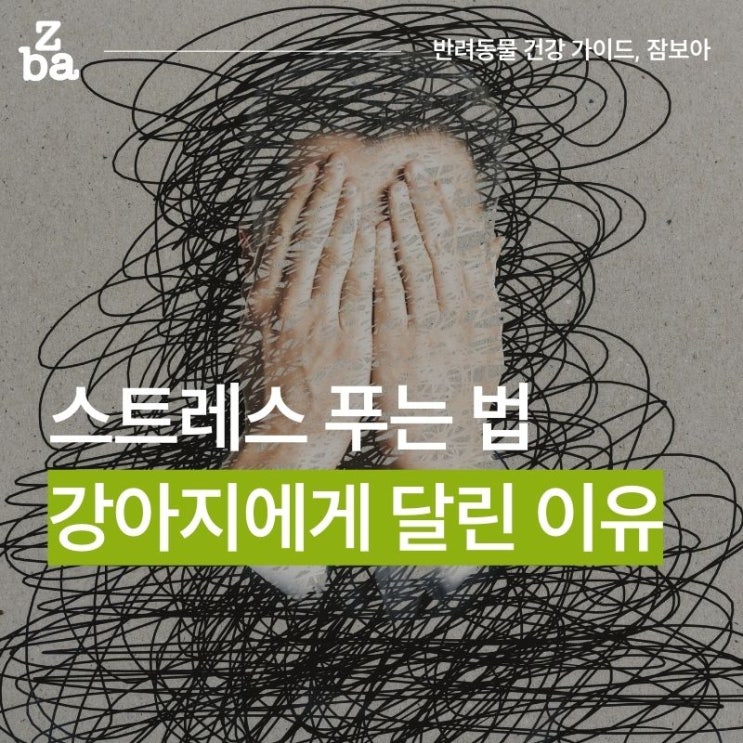  과학으로 증명된 스트레스 해소법 핵심이 강아지라고?