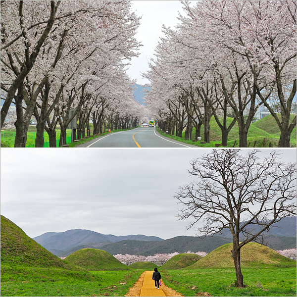 <b>경주 벚꽃</b> 개화상황 & 금척리고분군 <b>경주</b> 드라이브 코스 4/4